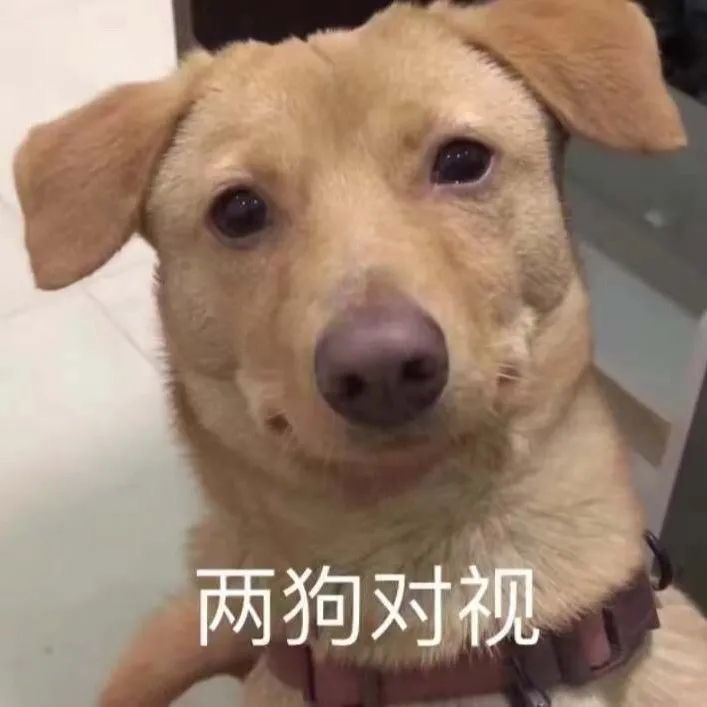 狗狗表情包