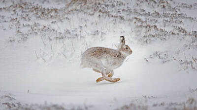 兔子的腿——好长啊 bing MadHares