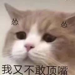 猫咪表情包