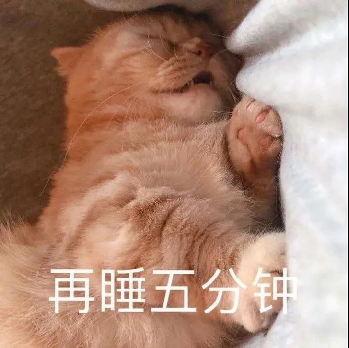 猫咪表情包