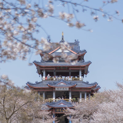 错过了秋枫冬雪也会迎来春日的樱花
摄影@一只羊阿姨