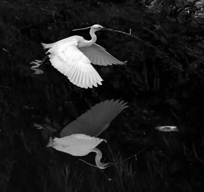 
海边鹤(Pearl elf × Paper Crane)