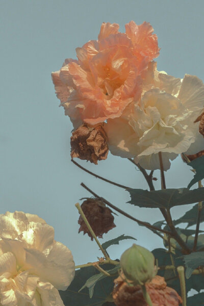 花朵
花朵/绝美/实景/精修
礼貌抱图