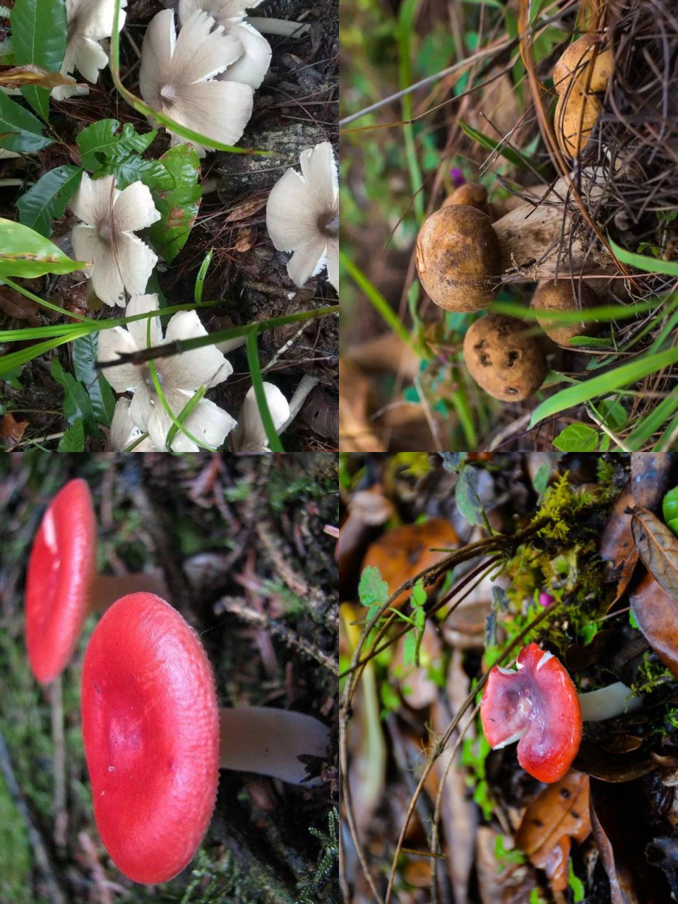 能吃的野生菌，虽然有的有毒~
但还是要注意安全哦~