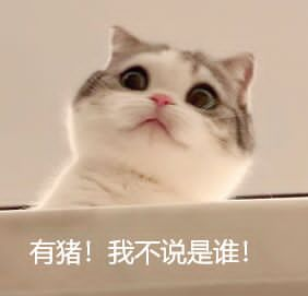 猫猫头