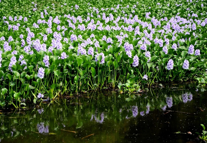 水葫芦