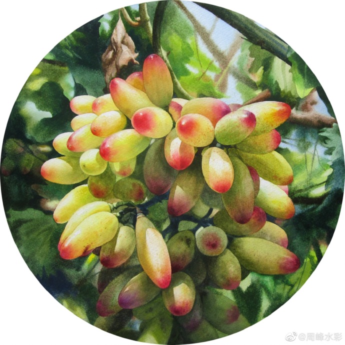 手绘水果系列～[微风] by.周峰水彩
