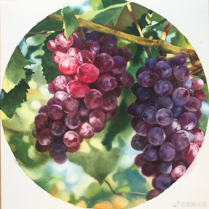 手绘水果系列～[微风] by.周峰水彩
