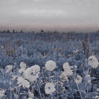 
（Blooming）等風起 等花開 等我們再次相遇