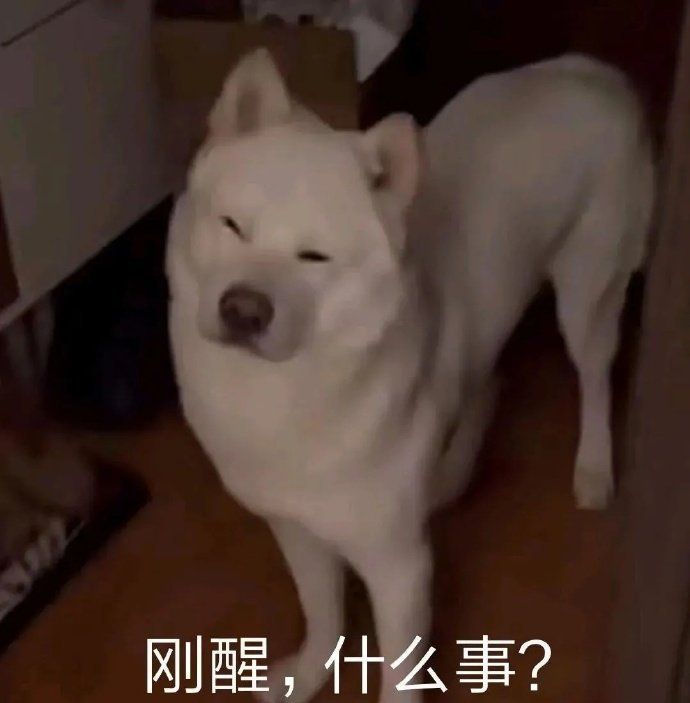 狗狗和猫