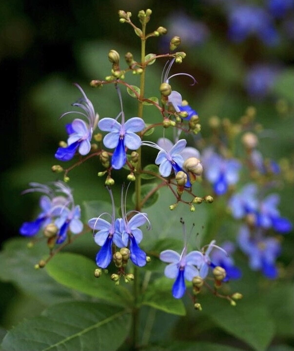 蓝蝴蝶花