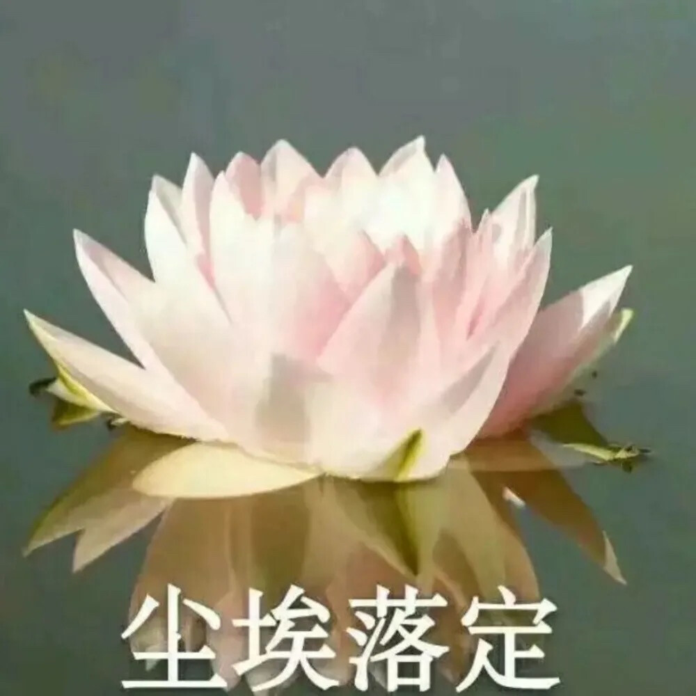 莲花头像 沙雕