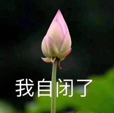 莲花头像 沙雕