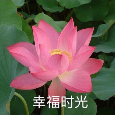 莲花头像 沙雕