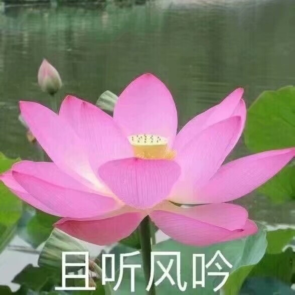 莲花头像 沙雕