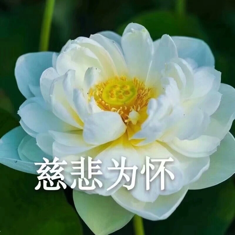 莲花头像 沙雕