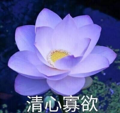 莲花头像 沙雕