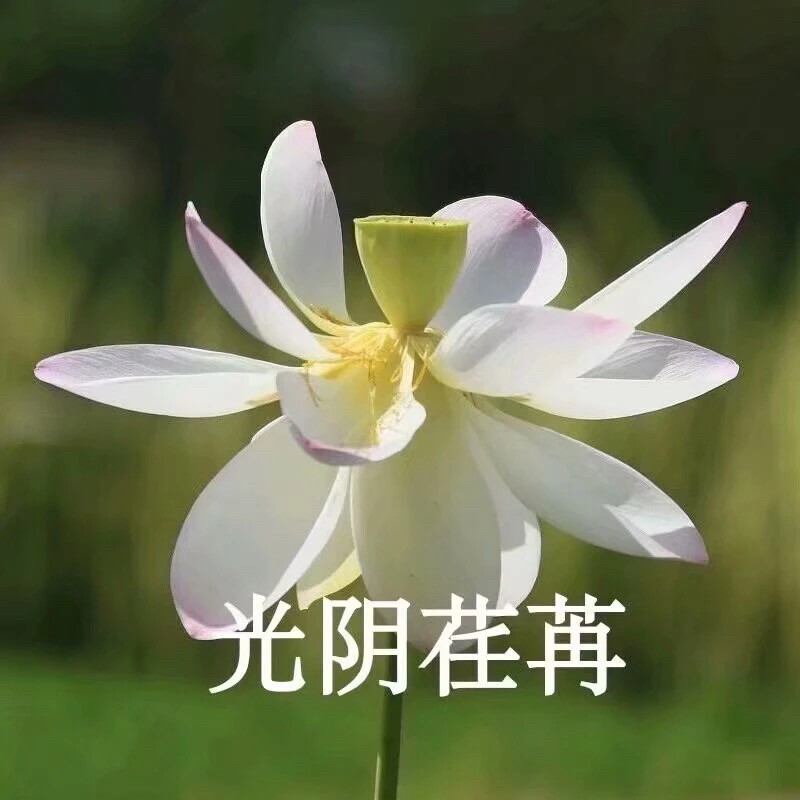 莲花头像 沙雕