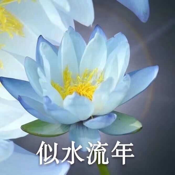 莲花头像 沙雕