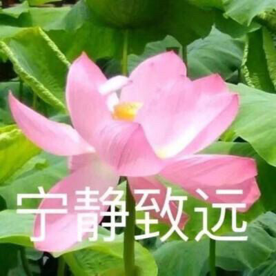 莲花头像 沙雕