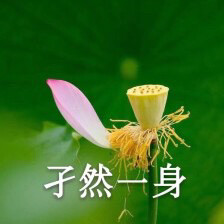 莲花头像 沙雕