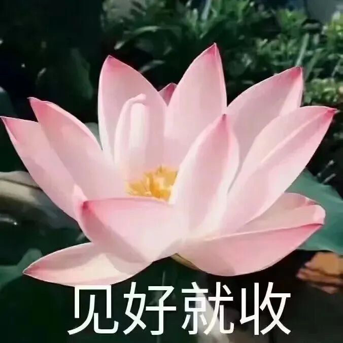 莲花头像 沙雕