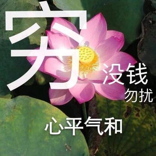 莲花头像 沙雕