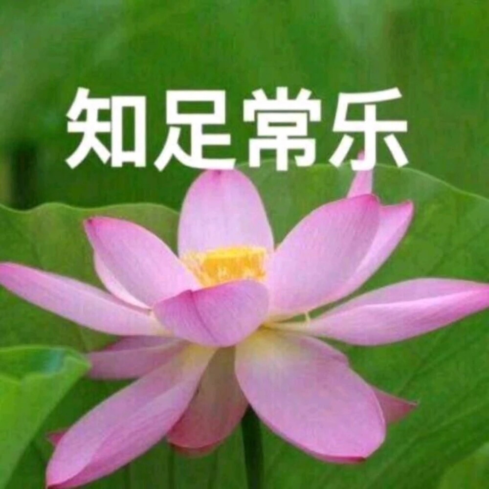 莲花头像 沙雕