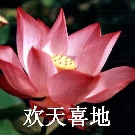 莲花头像 沙雕