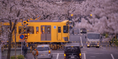 樱花 背景