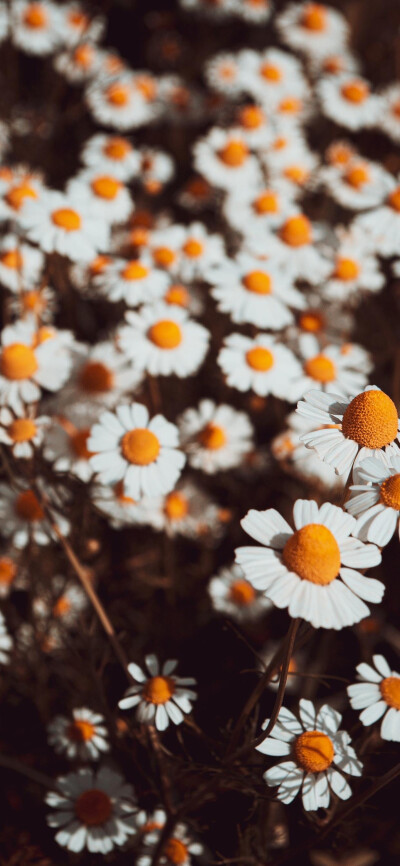 小雏菊