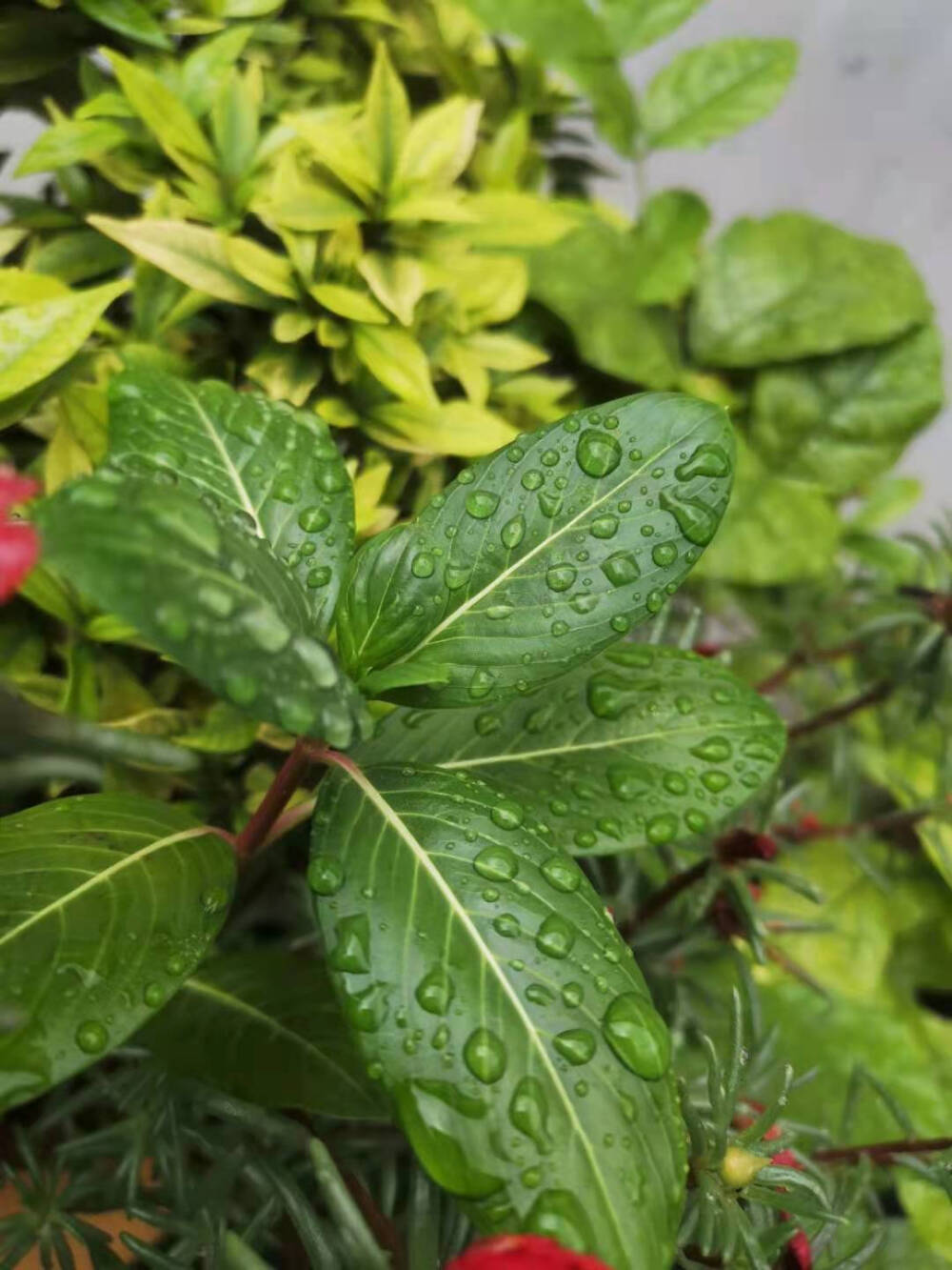 莫唱当年长恨歌，人间亦自有银河。
我喜欢面朝大海，吹拂在暖风中拥抱雨后的你✨