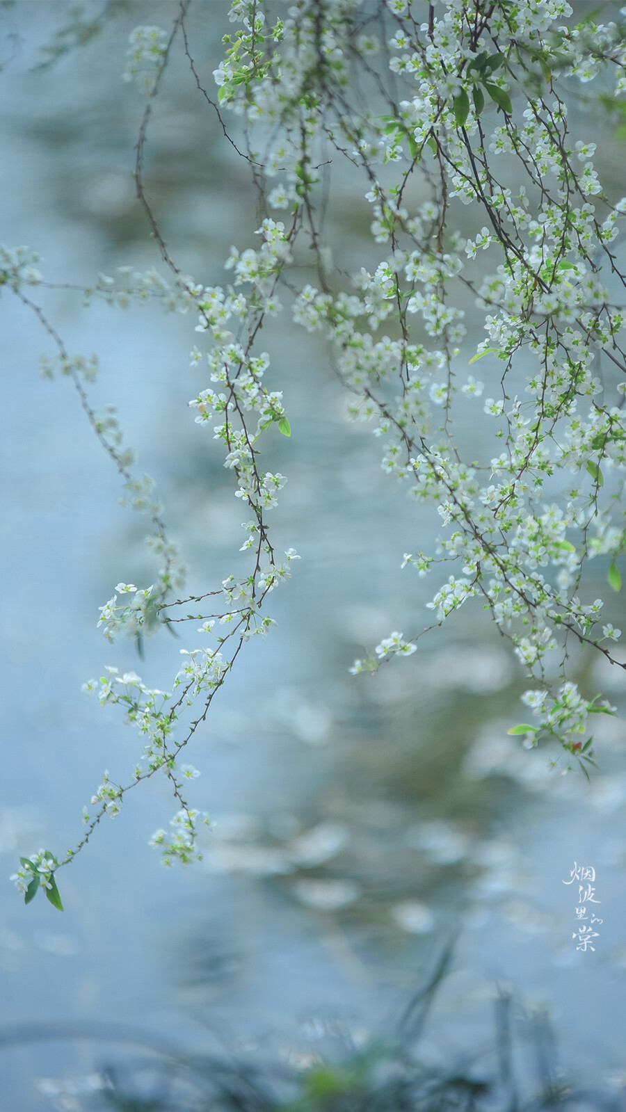 阳光正好，春色依旧，你在远方，我一切如常
早安.
花/喷雪花「雪柳」
摄影师/烟波里的棠