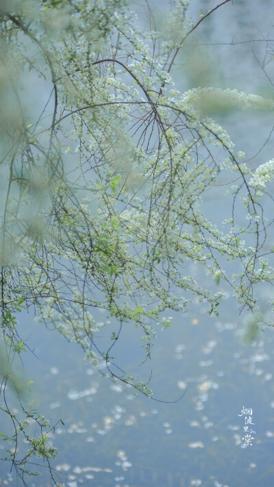 阳光正好，春色依旧，你在远方，我一切如常
早安.
花/喷雪花「雪柳」
摄影师/烟波里的棠