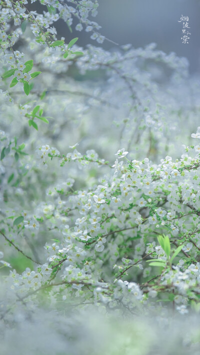 阳光正好，春色依旧，你在远方，我一切如常
早安.
花/喷雪花「雪柳」
摄影师/烟波里的棠