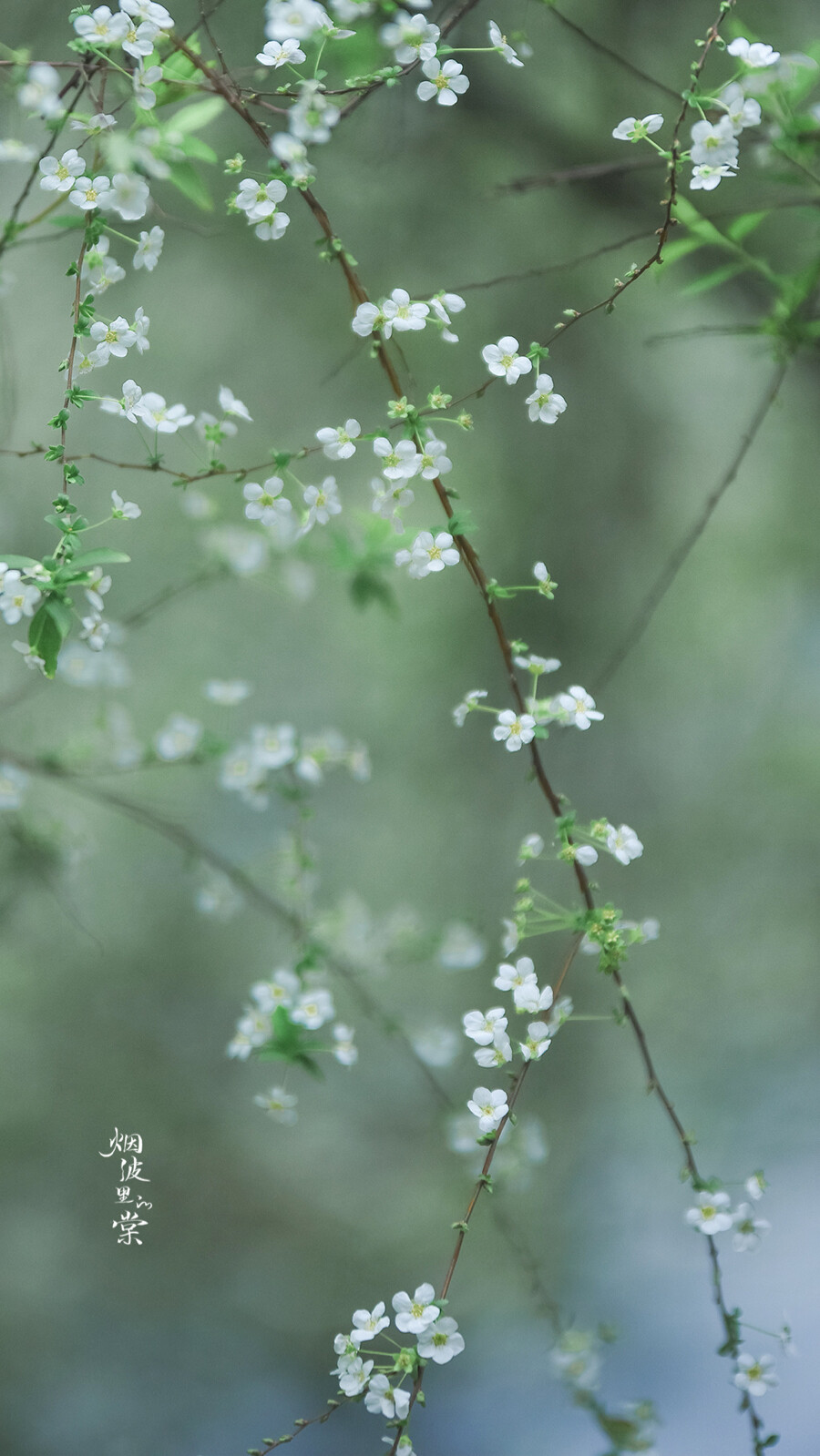 阳光正好，春色依旧，你在远方，我一切如常
早安.
花/喷雪花「雪柳」
摄影师/烟波里的棠