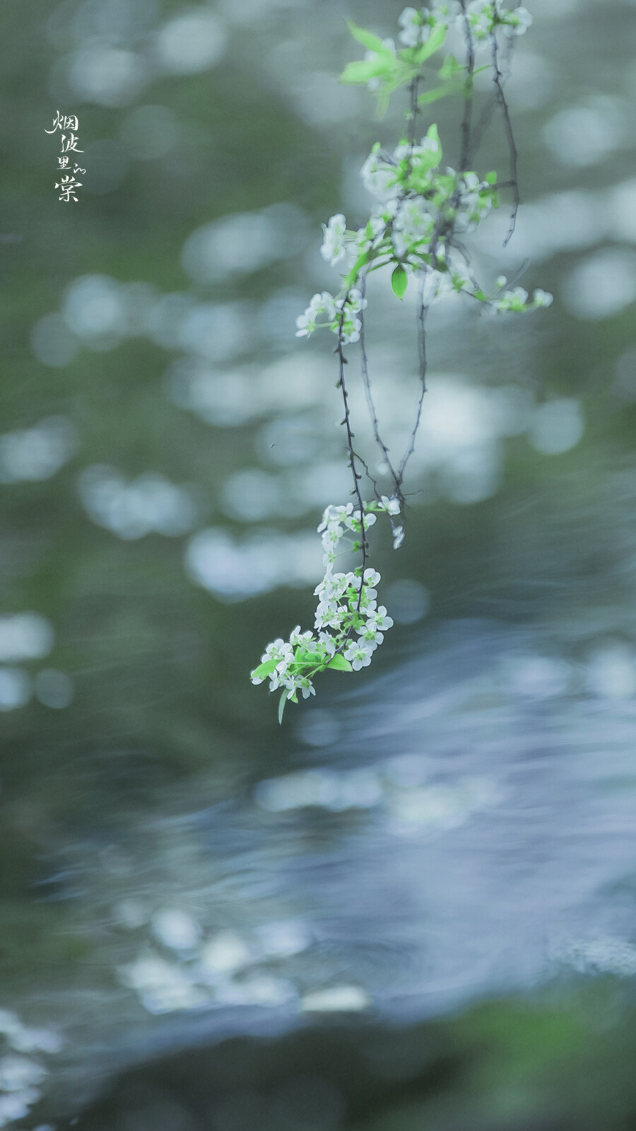 阳光正好，春色依旧，你在远方，我一切如常
早安.
花/喷雪花「雪柳」
摄影师/烟波里的棠