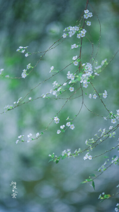 阳光正好，春色依旧，你在远方，我一切如常
早安.
花/喷雪花「雪柳」
摄影师/烟波里的棠