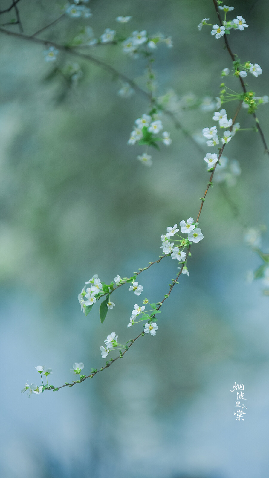 阳光正好，春色依旧，你在远方，我一切如常
早安.
花/喷雪花「雪柳」
摄影师/烟波里的棠