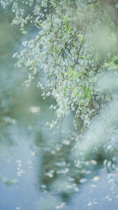 阳光正好，春色依旧，你在远方，我一切如常
早安.
花/喷雪花「雪柳」
摄影师/烟波里的棠