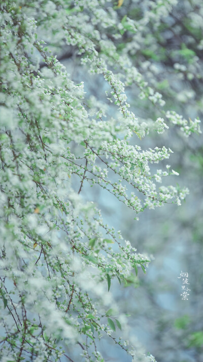 阳光正好，春色依旧，你在远方，我一切如常
早安.
花/喷雪花「雪柳」
摄影师/烟波里的棠