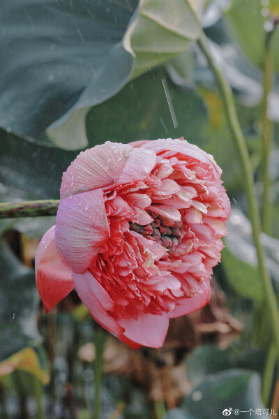 “荷花不知道的是，它就是夏天。”
摄影@一个塔可儿
#拍出夏日限定##城市观察日记##夏日荷花有多美# ​