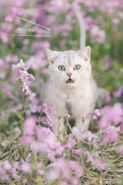 猫和田野 沉醉一整个夏天
摄影@阿宁无恙
#日常吸猫# ?