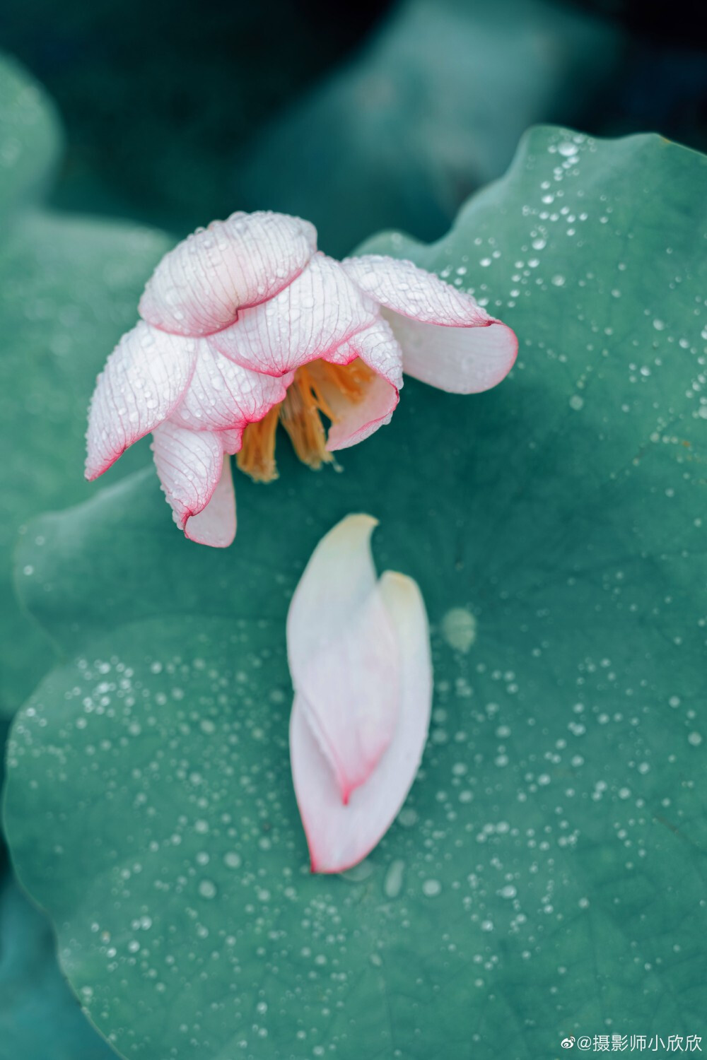 雨后的荷花，丢落珠玉满荷塘
拍人像的时候随手拍的 ​
摄影@摄影师小欣欣