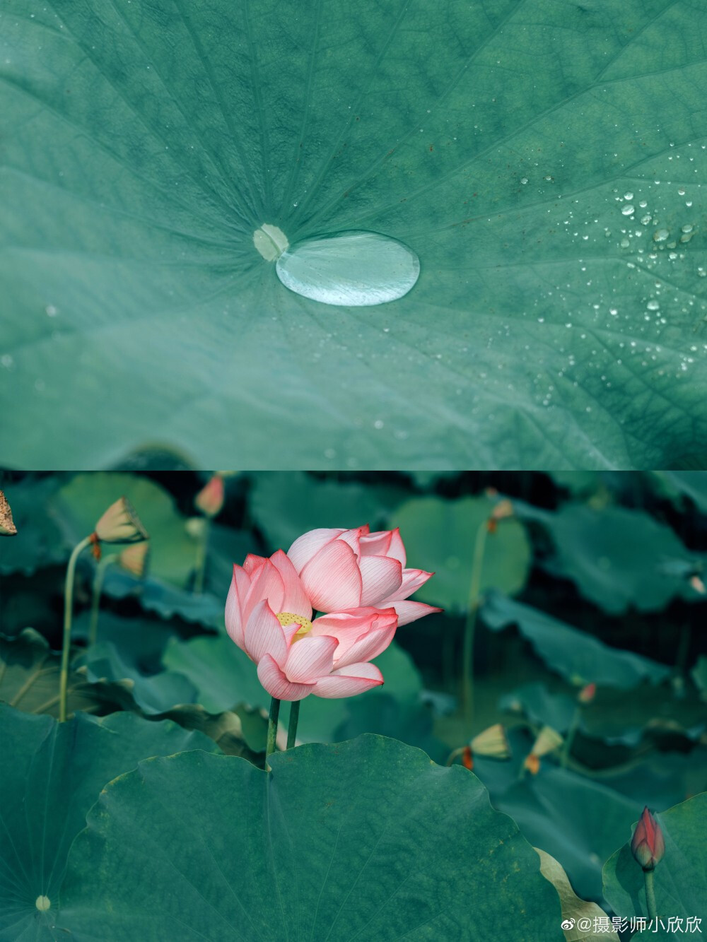 雨后的荷花，丢落珠玉满荷塘
拍人像的时候随手拍的 ​
摄影@摄影师小欣欣