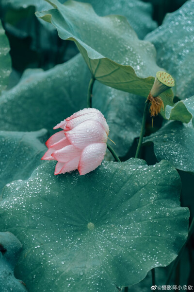 雨后的荷花，丢落珠玉满荷塘
拍人像的时候随手拍的 ​
摄影@摄影师小欣欣