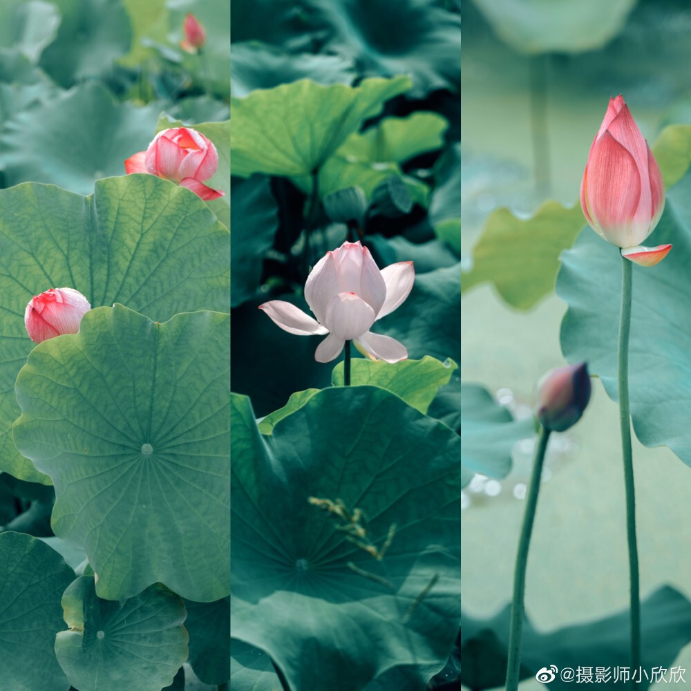 雨后的荷花，丢落珠玉满荷塘
拍人像的时候随手拍的 ​
摄影@摄影师小欣欣