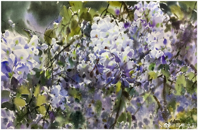 紫藤挂云木，花蔓宜阳春，又是一年紫藤季。 ​​​by@高彬水彩