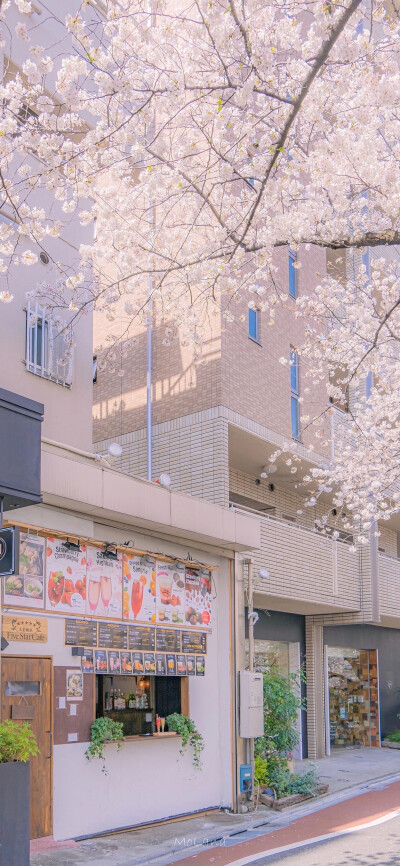 桜