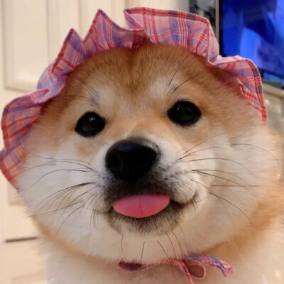 小柴柴~超可爱✺(^O^)✺